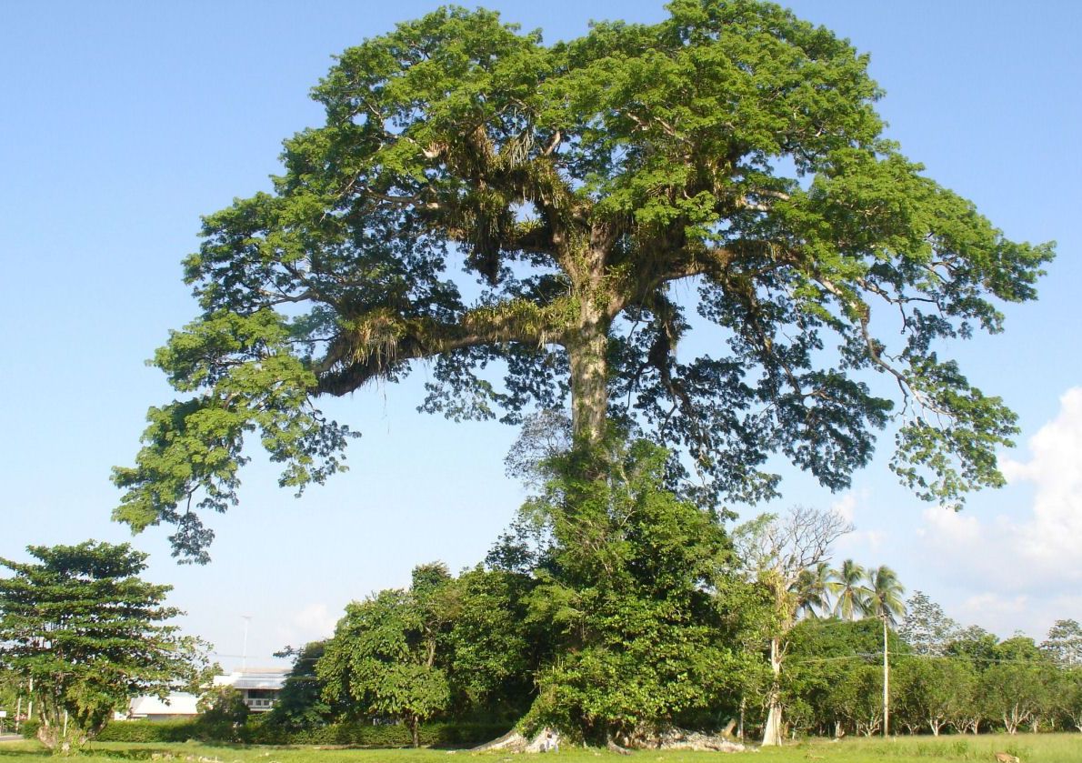Samauma (ceiba pentandra) strom